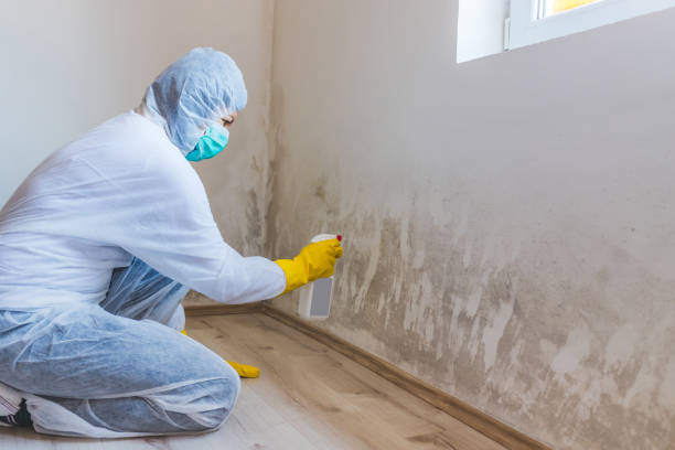 Licensed Attic Mold Removal service in McLean, TX - WQB Mold Removal