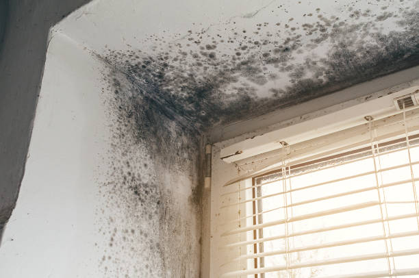 Affordable Attic Mold Removal solutions in McLean, TX