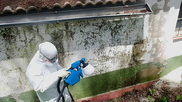 Top rated local Attic Mold Removal specialists in McLean, TX